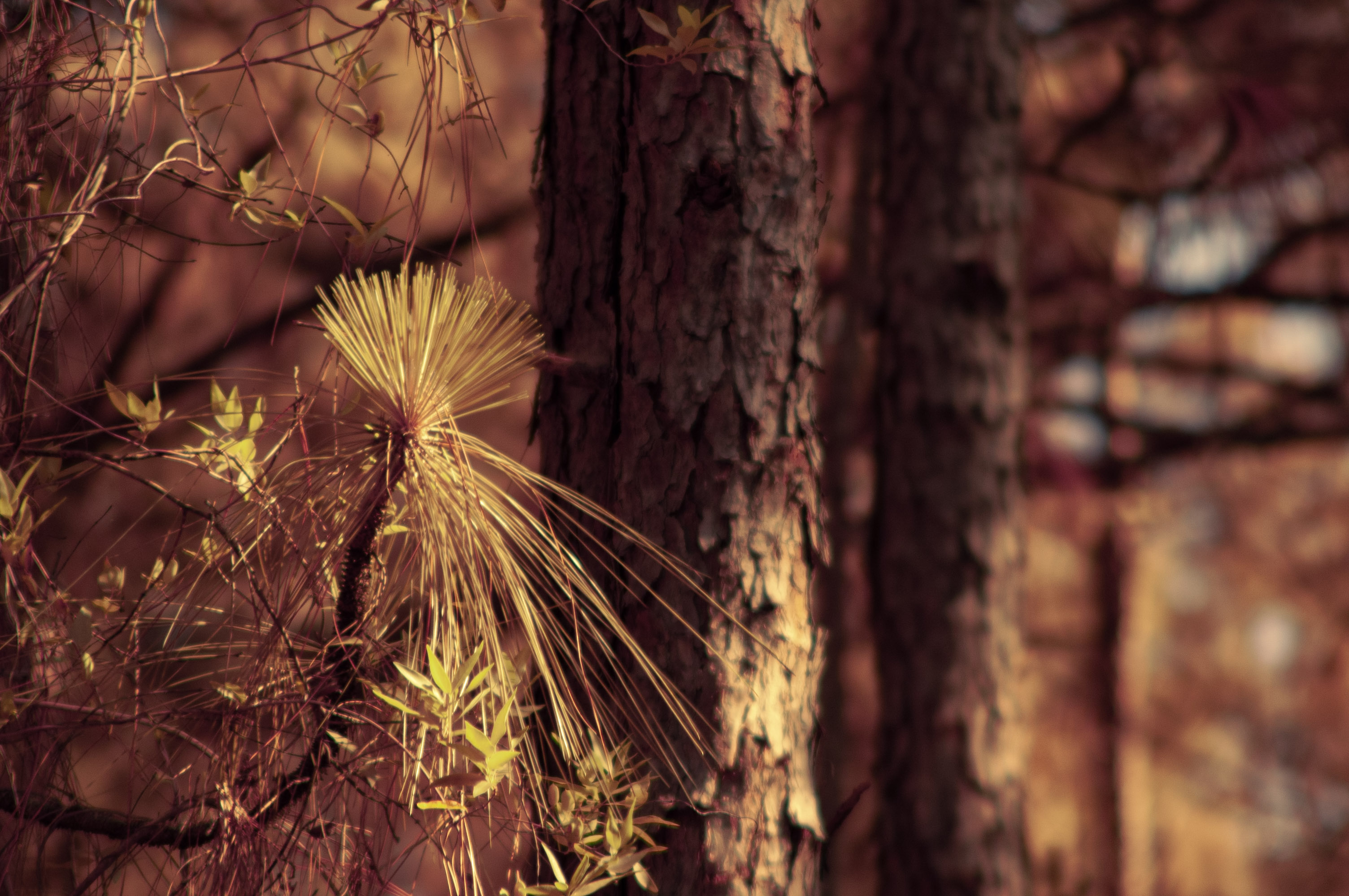 Close view of longleaf pine needles and cone
