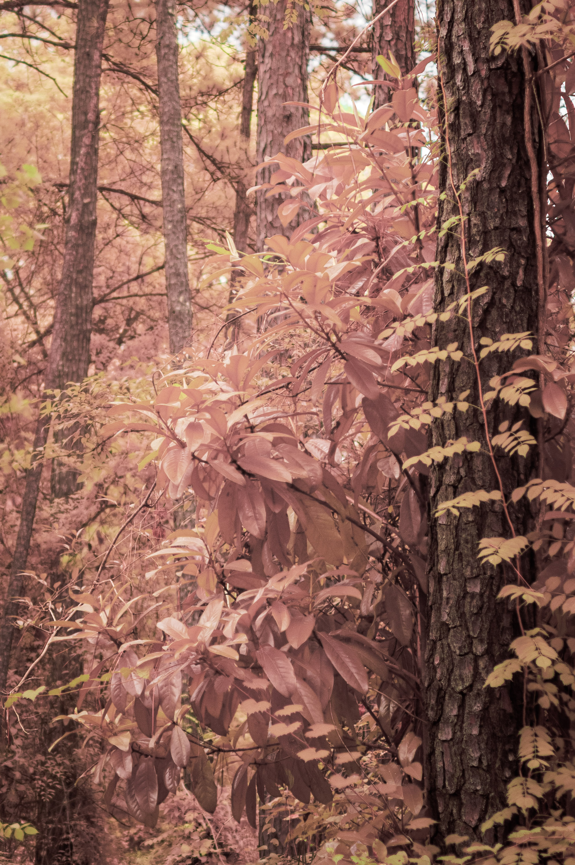 Tall pine trees along a sandy path